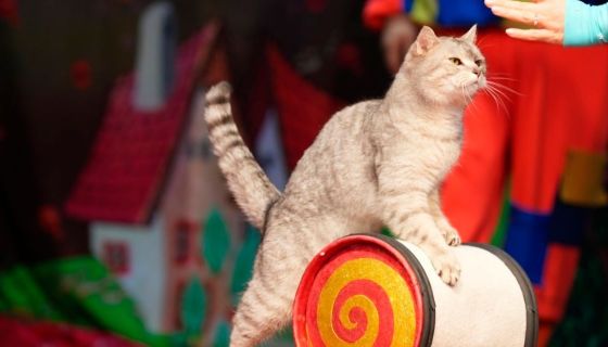 Театр кошек Юрия Куклачёва. Коты спасают мир